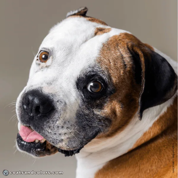 coatsandcolors.com American Bulldog Colors black mask 2