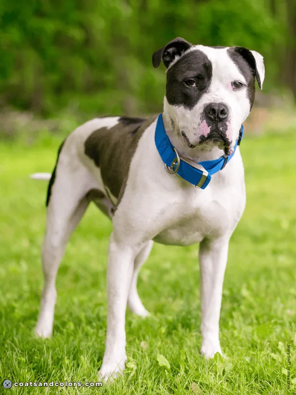 coatsandcolors.com American Bulldog Colors black seal brown 1