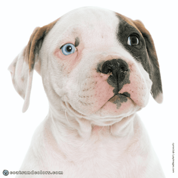 coatsandcolors.com American Bulldog Colors blue eye puppy