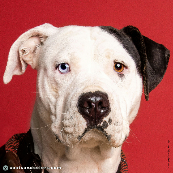 coatsandcolors.com American Bulldog Colors blue eyes