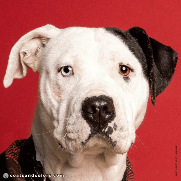 coatsandcolors.com American Bulldog Colors blue eyes