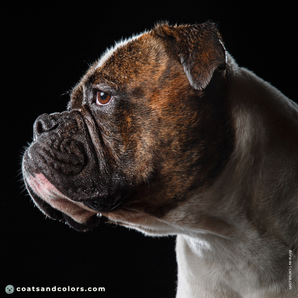 coatsandcolors.com American Bulldog Colors brindle black mask