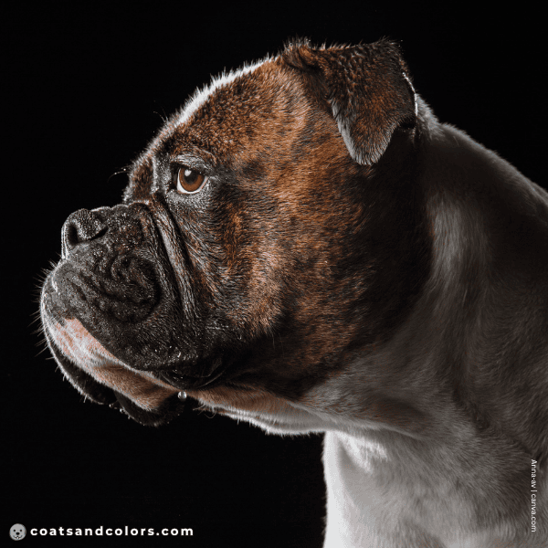 coatsandcolors.com American Bulldog Colors brindle black mask