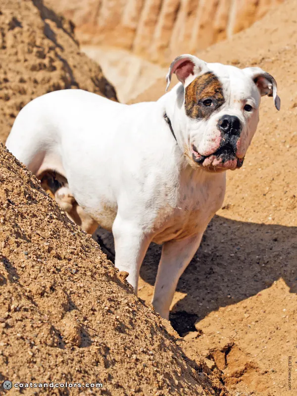 coatsandcolors.com American Bulldog Colors brindle white 3 b