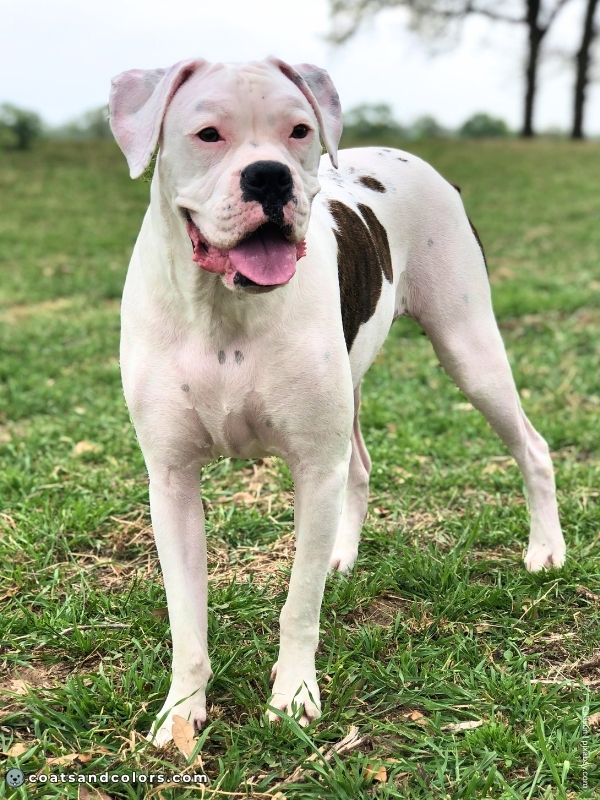 coatsandcolors.com American Bulldog Colors brindle white 3