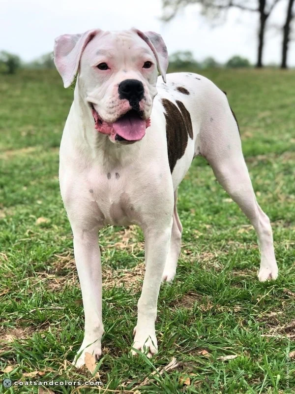 coatsandcolors.com American Bulldog Colors brindle white 3