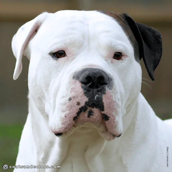 coatsandcolors.com American Bulldog Colors brown eyes