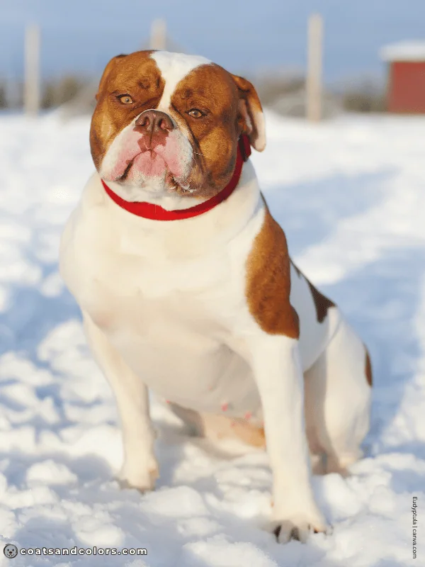 coatsandcolors.com American Bulldog Colors chocolate fawn white
