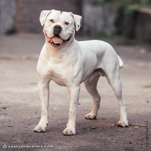 coatsandcolors.com American Bulldog Colors coat type