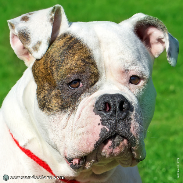 coatsandcolors.com American Bulldog Colors ear splotches