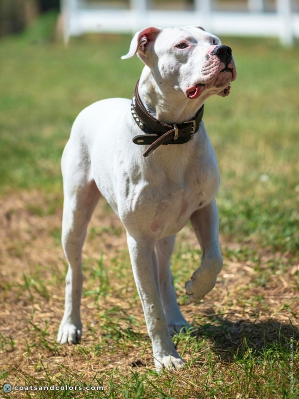 coatsandcolors.com American Bulldog Colors extreme white