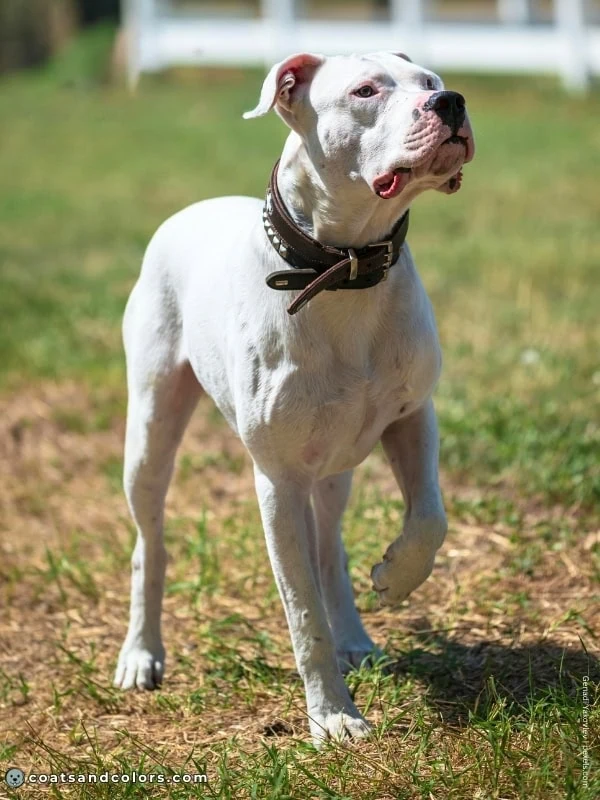 coatsandcolors.com American Bulldog Colors extreme white