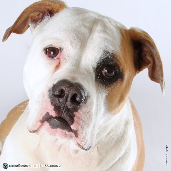 coatsandcolors.com American Bulldog Colors faulty color black mask