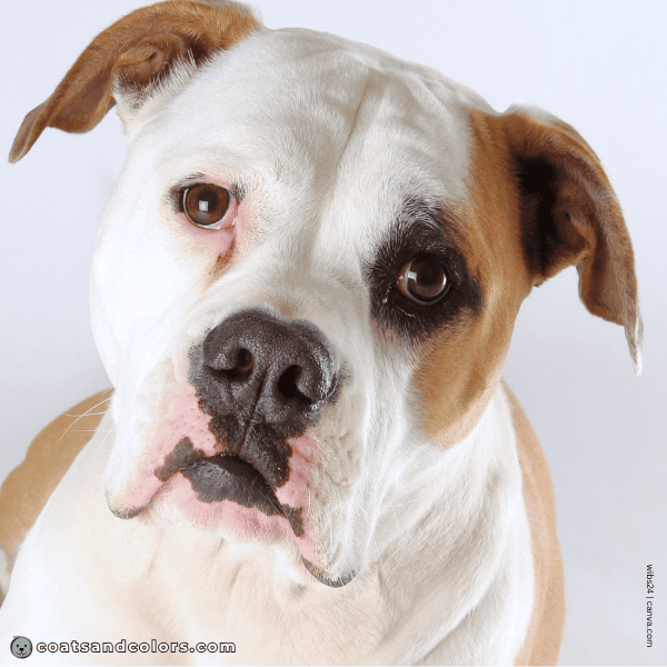 coatsandcolors.com American Bulldog Colors faulty color black mask