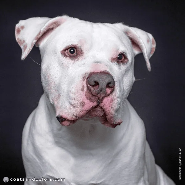 coatsandcolors.com American Bulldog Colors faulty color blue nose