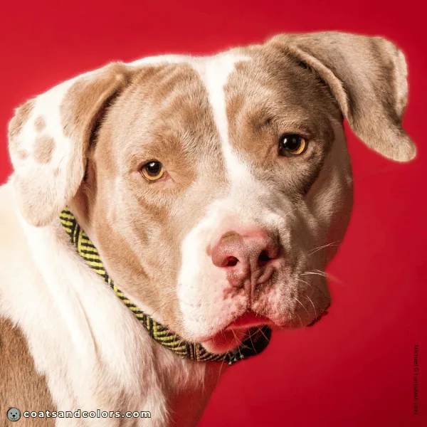 coatsandcolors.com American Bulldog Colors faulty color lilac