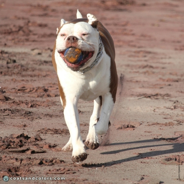 coatsandcolors.com American Bulldog Colors faulty colors liver 1