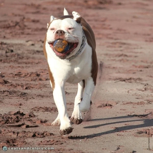 coatsandcolors.com American Bulldog Colors faulty colors liver 1
