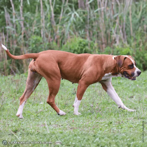 coatsandcolors.com American Bulldog Colors flashy white