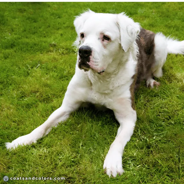 coatsandcolors.com American Bulldog Colors fluffy