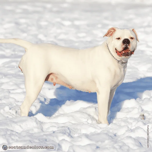 coatsandcolors.com American Bulldog Colors fully white