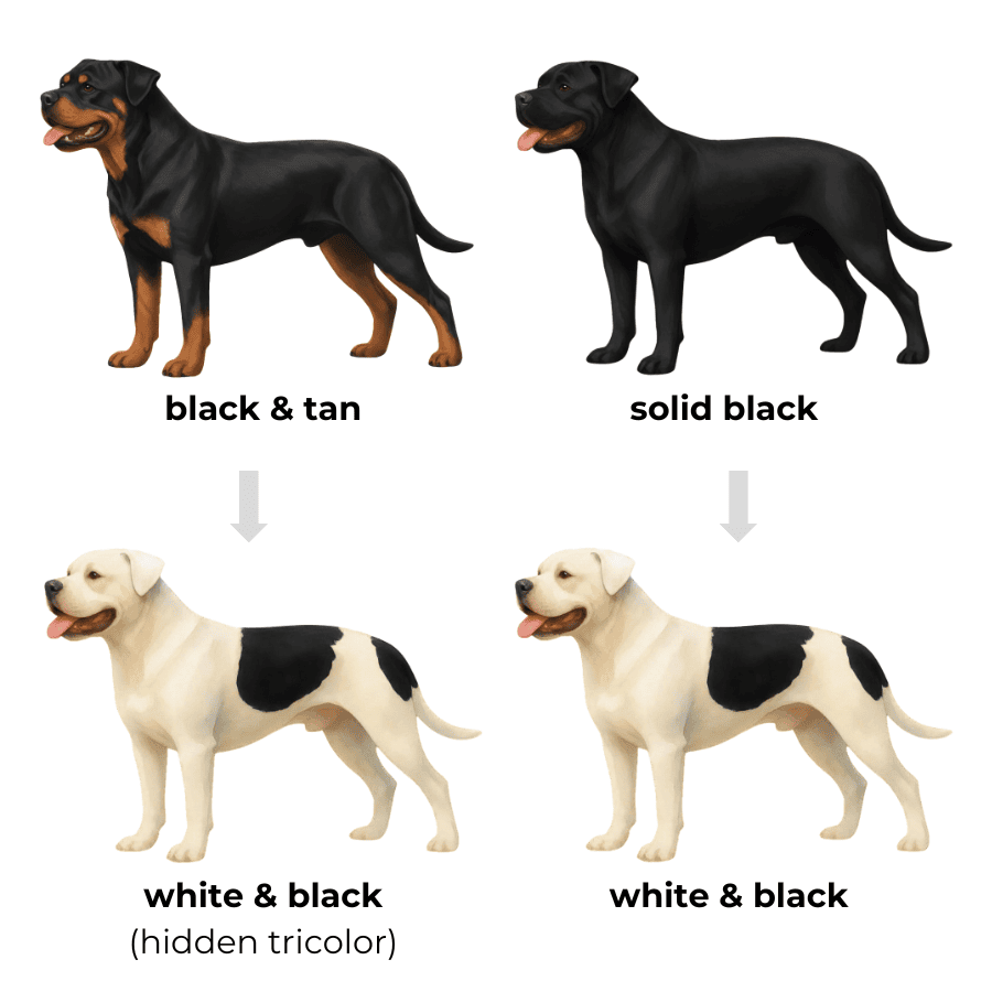 coatsandcolors.com American Bulldog Colors hidden tricolor illustration