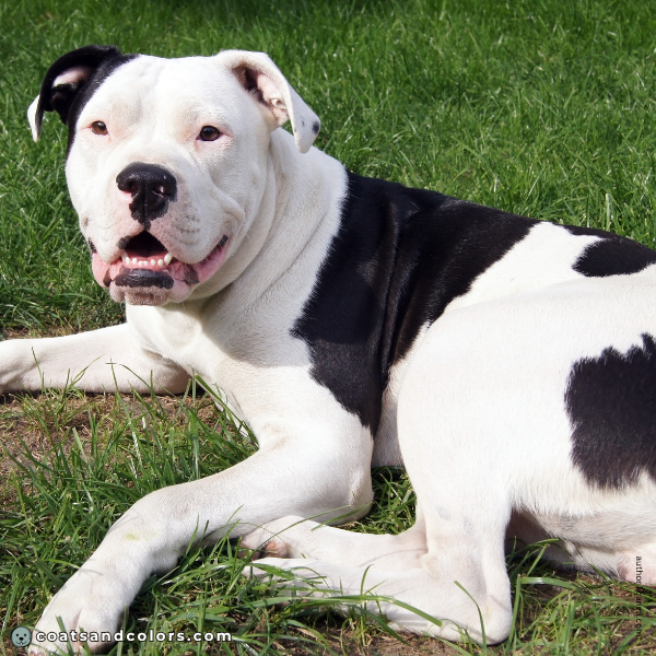 coatsandcolors.com American Bulldog Colors hidden tricolor