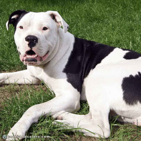 coatsandcolors.com American Bulldog Colors hidden tricolor