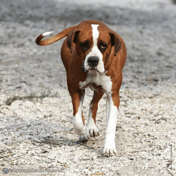 coatsandcolors.com American Bulldog Colors intense red