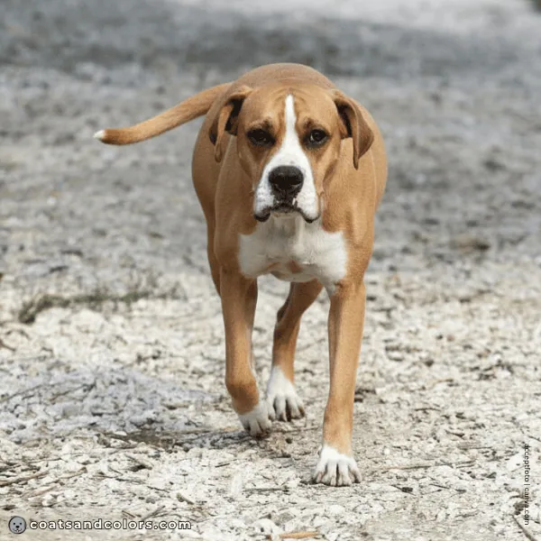 coatsandcolors.com American Bulldog Colors intensity reddish tan