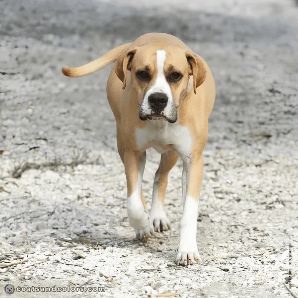 coatsandcolors.com American Bulldog Colors intensity tan