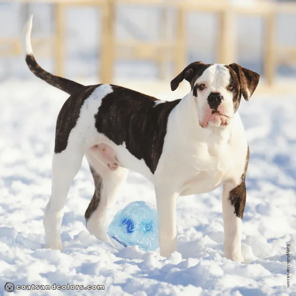 coatsandcolors.com American Bulldog Colors markings