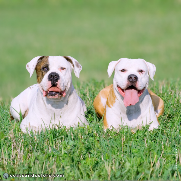 coatsandcolors.com American Bulldog Colors piebald vs whitehead