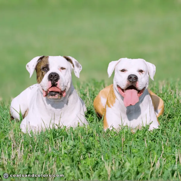 coatsandcolors.com American Bulldog Colors piebald vs whitehead