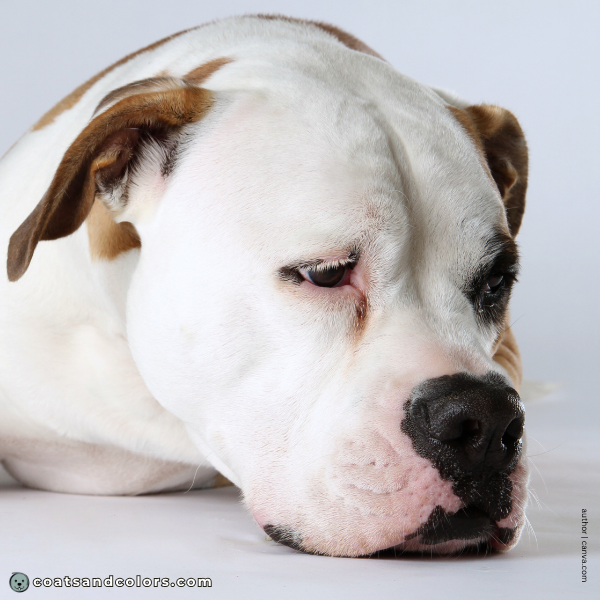 coatsandcolors.com American Bulldog Colors pink eye rims