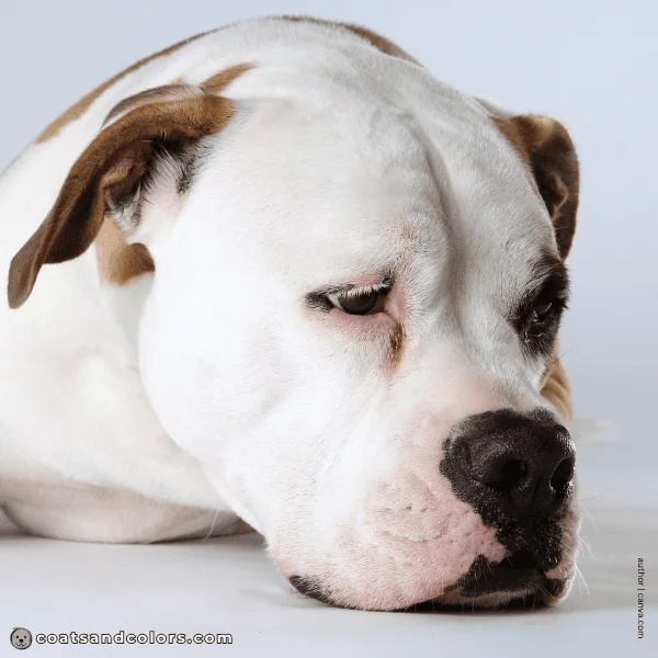 coatsandcolors.com American Bulldog Colors pink eye rims