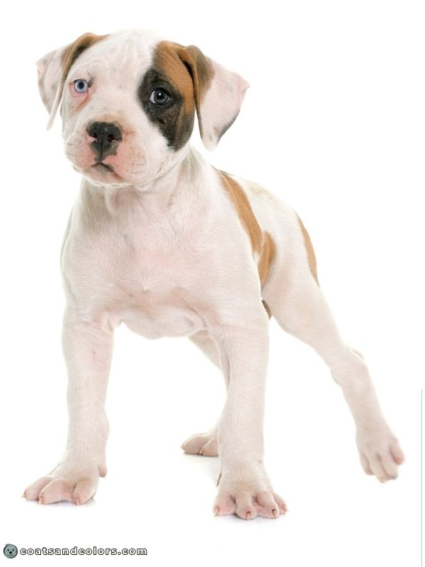 coatsandcolors.com American Bulldog Colors puppy permenent blue eye