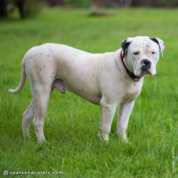 coatsandcolors.com American Bulldog Colors skin spotting wet coat