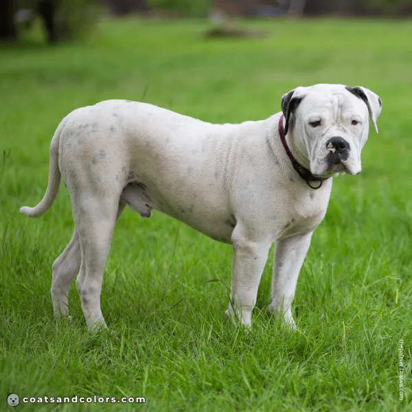 coatsandcolors.com American Bulldog Colors skin spotting wet coat