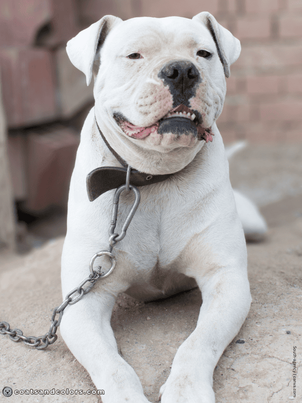 coatsandcolors.com American Bulldog Colors solid white 3