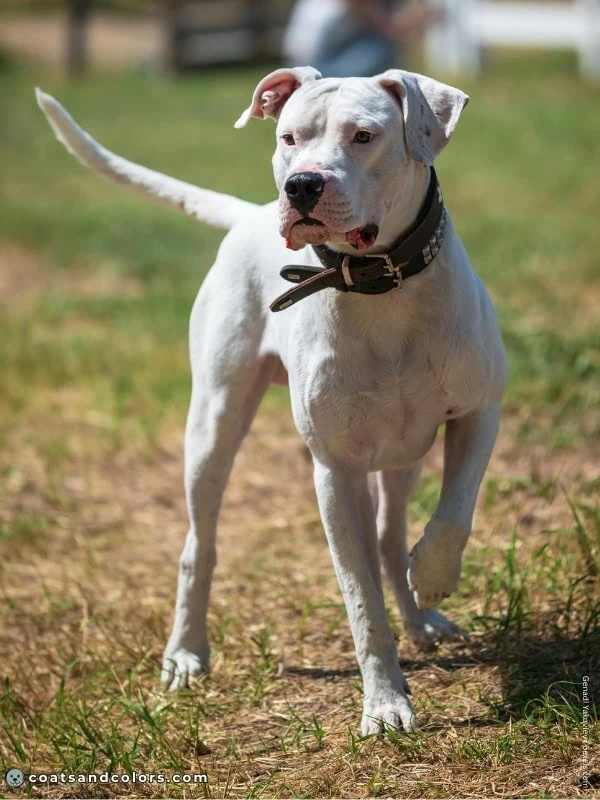 coatsandcolors.com American Bulldog Colors white 1