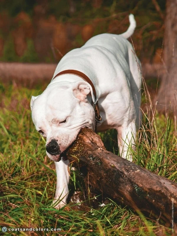 coatsandcolors.com American Bulldog Colors white 2