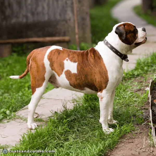 coatsandcolors.com American Bulldog Colors white 3b