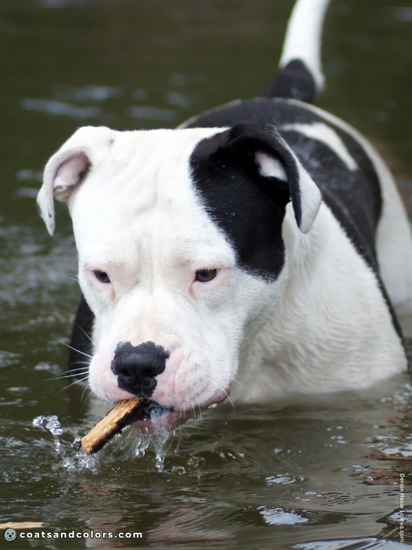 coatsandcolors.com American Bulldog Colors white black 1