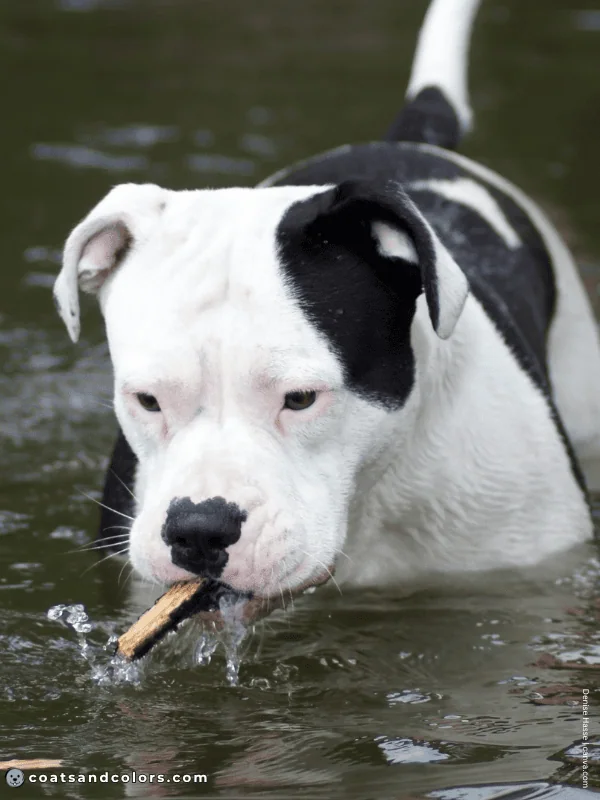 coatsandcolors.com American Bulldog Colors white black 1