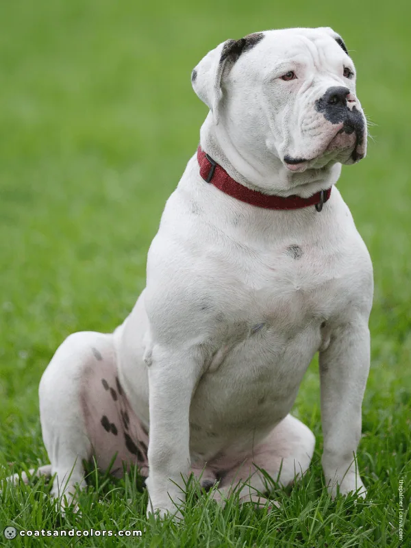 coatsandcolors.com American Bulldog Colors white black 4