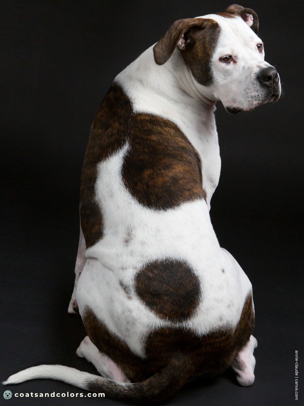 coatsandcolors.com American Bulldog Colors white brindle 4