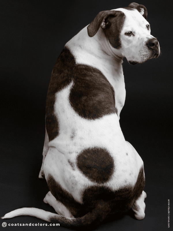 coatsandcolors.com American Bulldog Colors white brindle 4