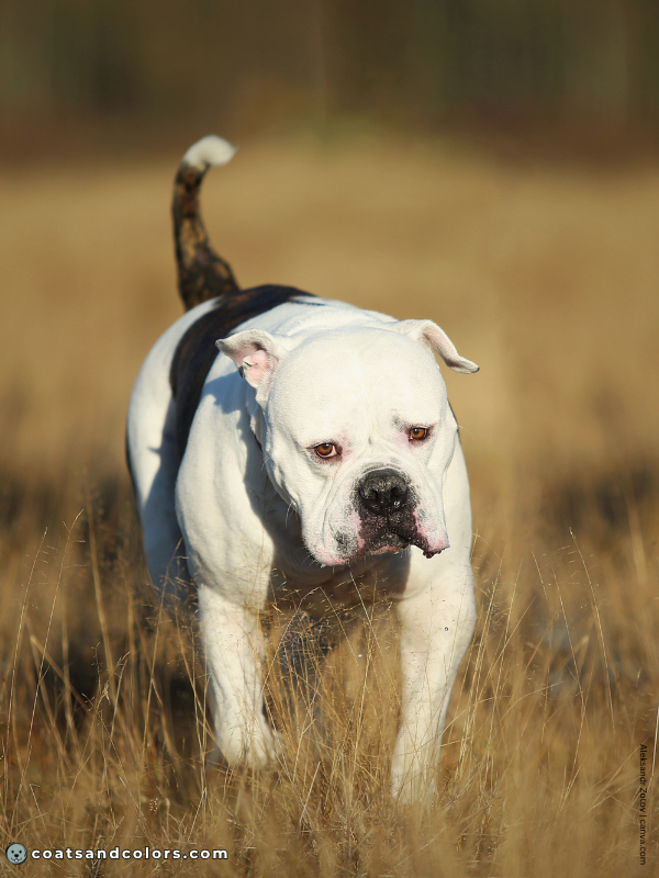 coatsandcolors.com American Bulldog Colors white brindle 5