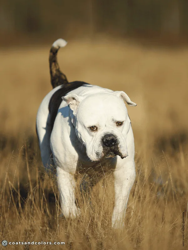 coatsandcolors.com American Bulldog Colors white brindle 5